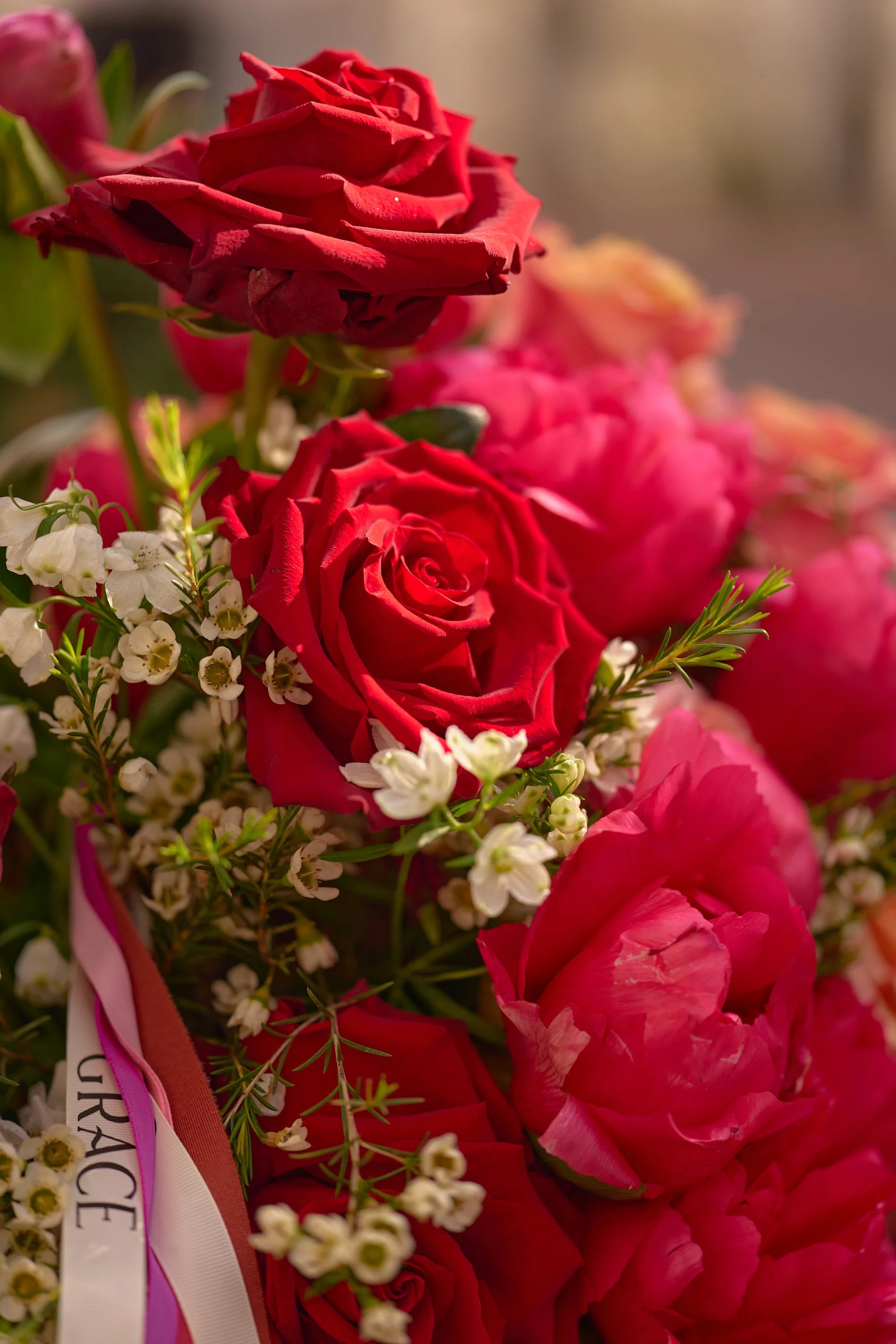A Burst of Rose