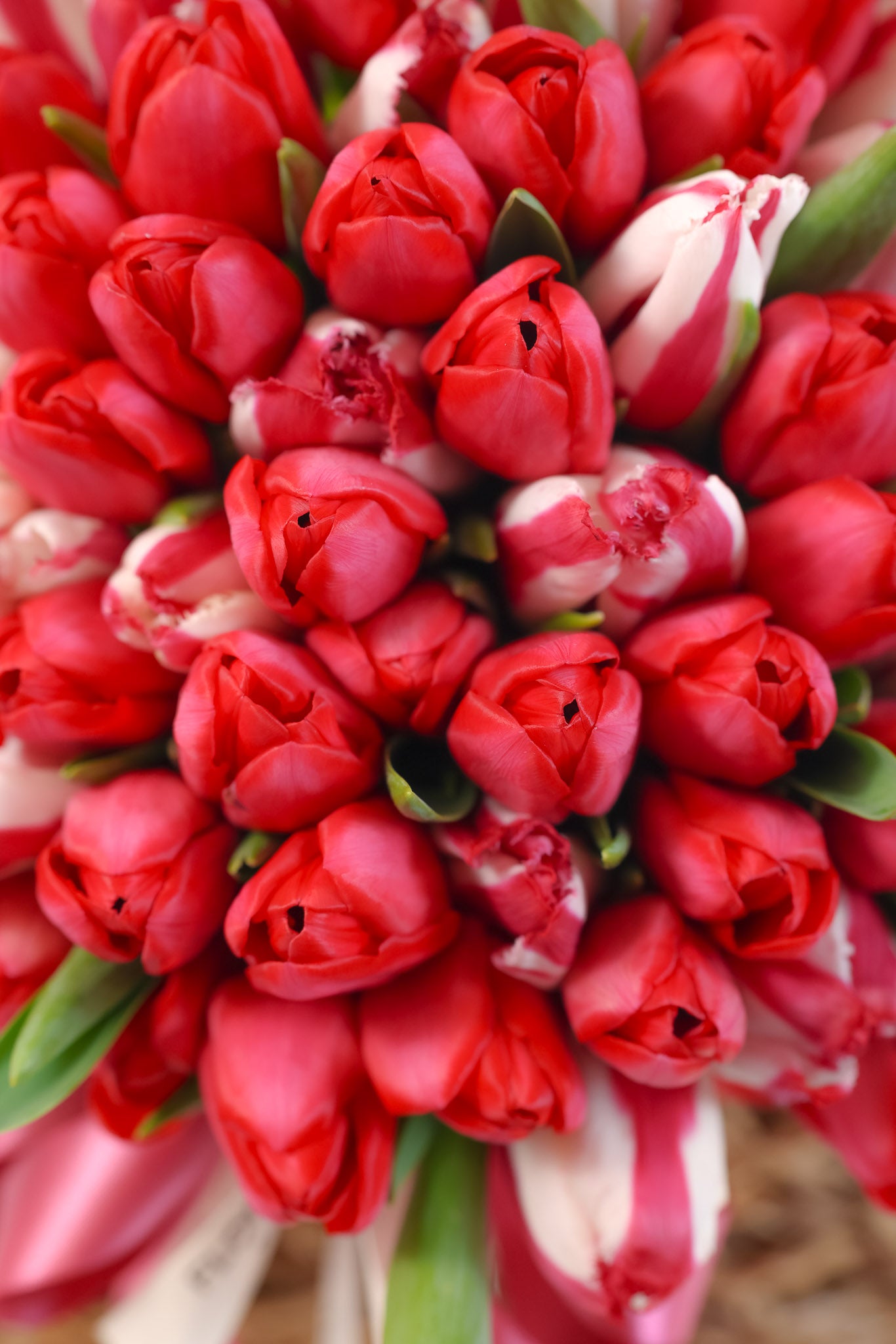 Basket of Red Tulips