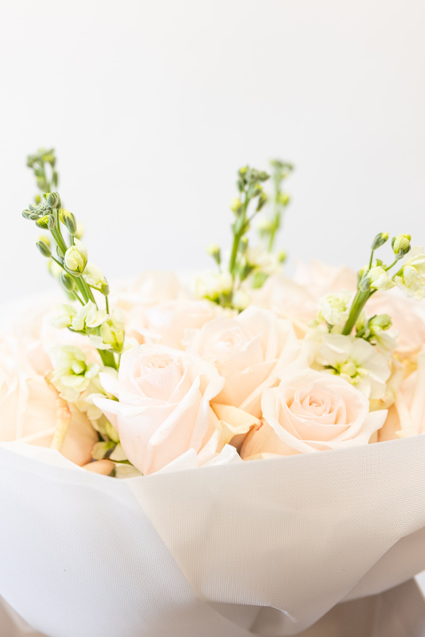 First Blush