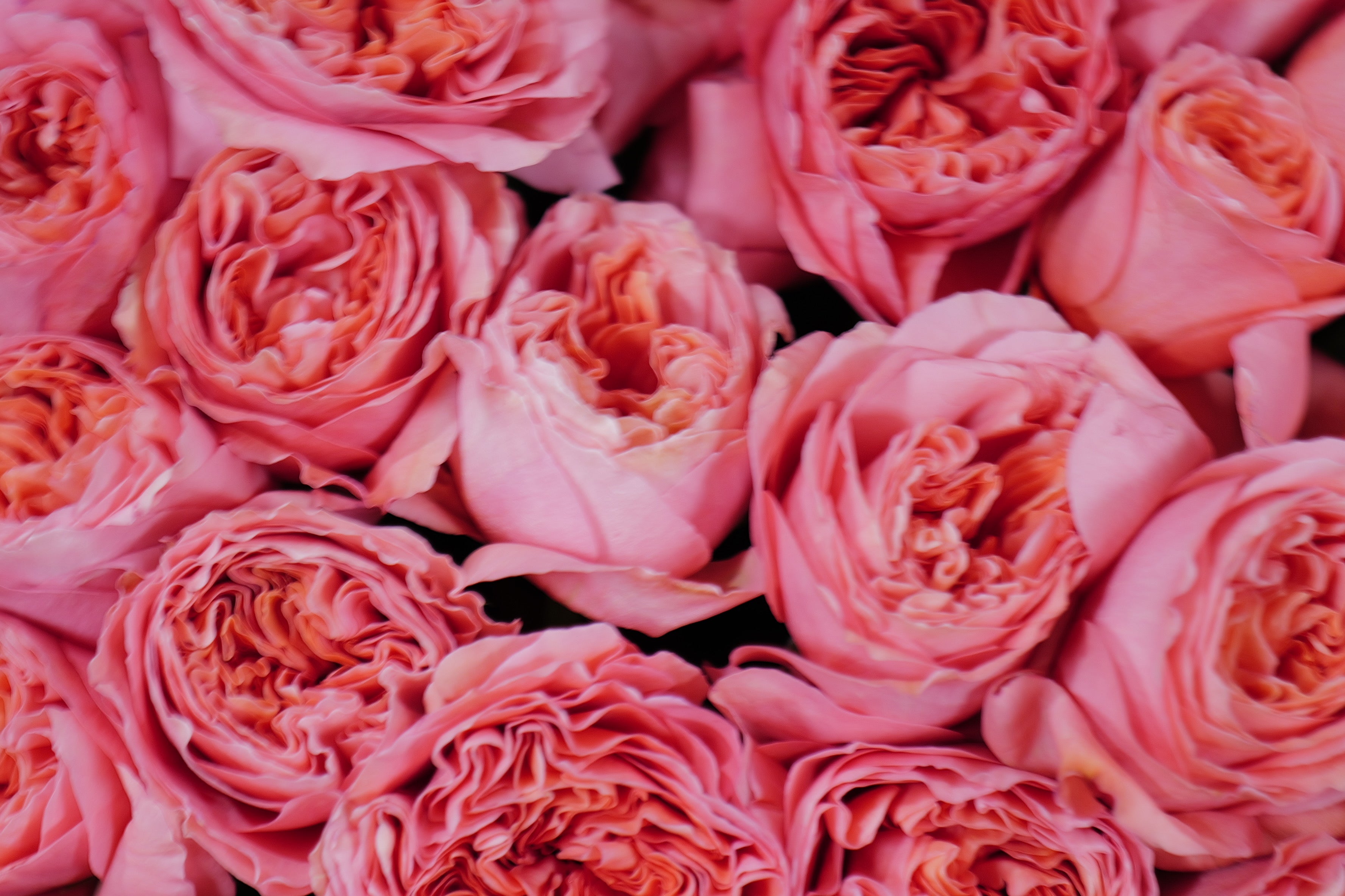 Pink fantasy (125stems)
