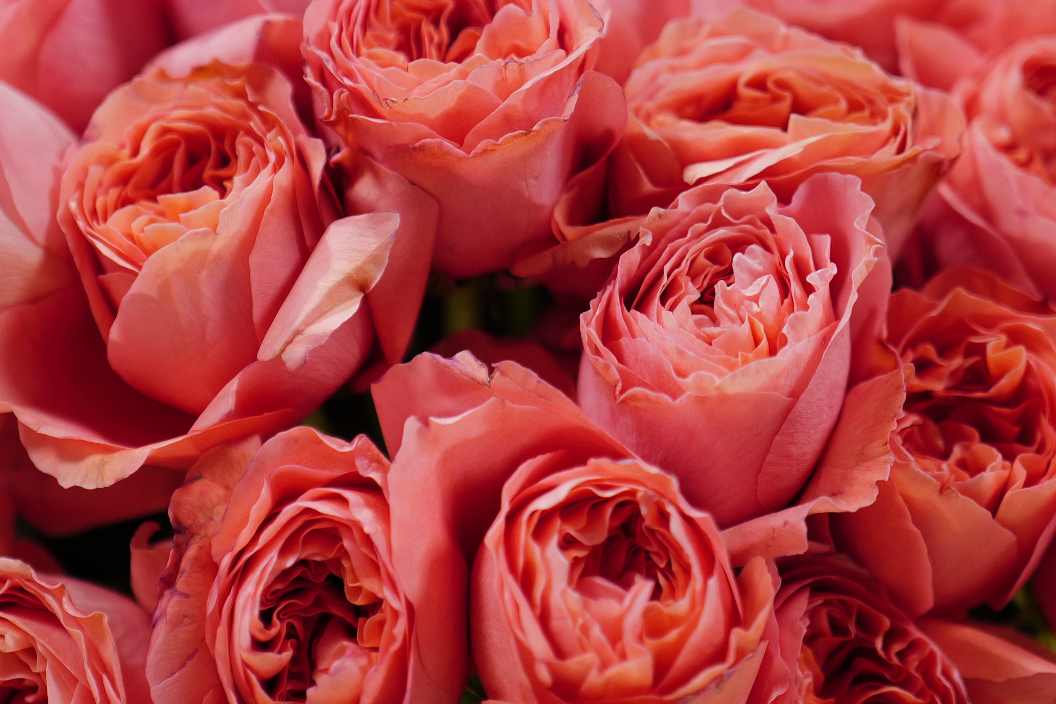 Pink fantasy (125stems)