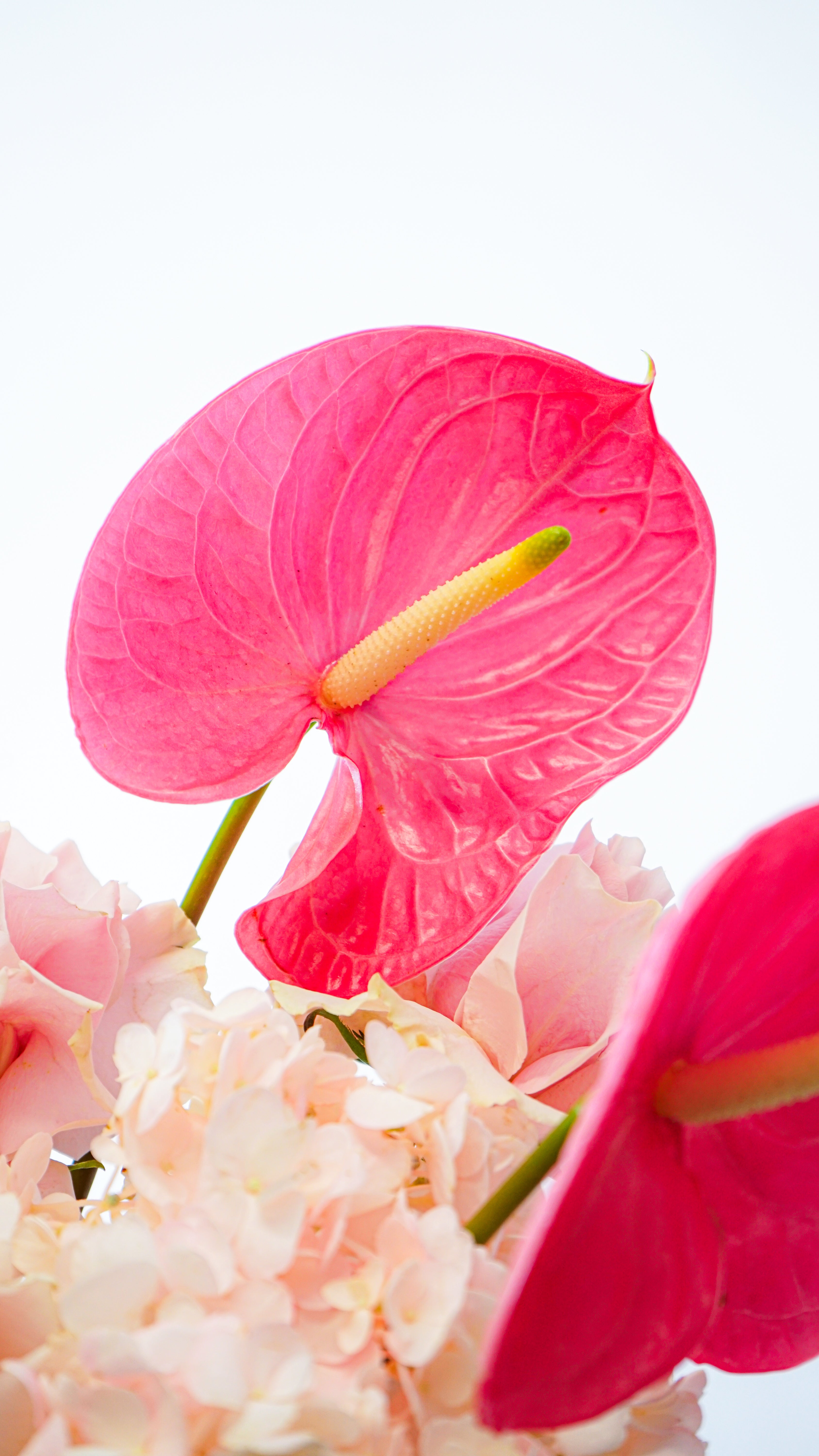 Pink Harmony