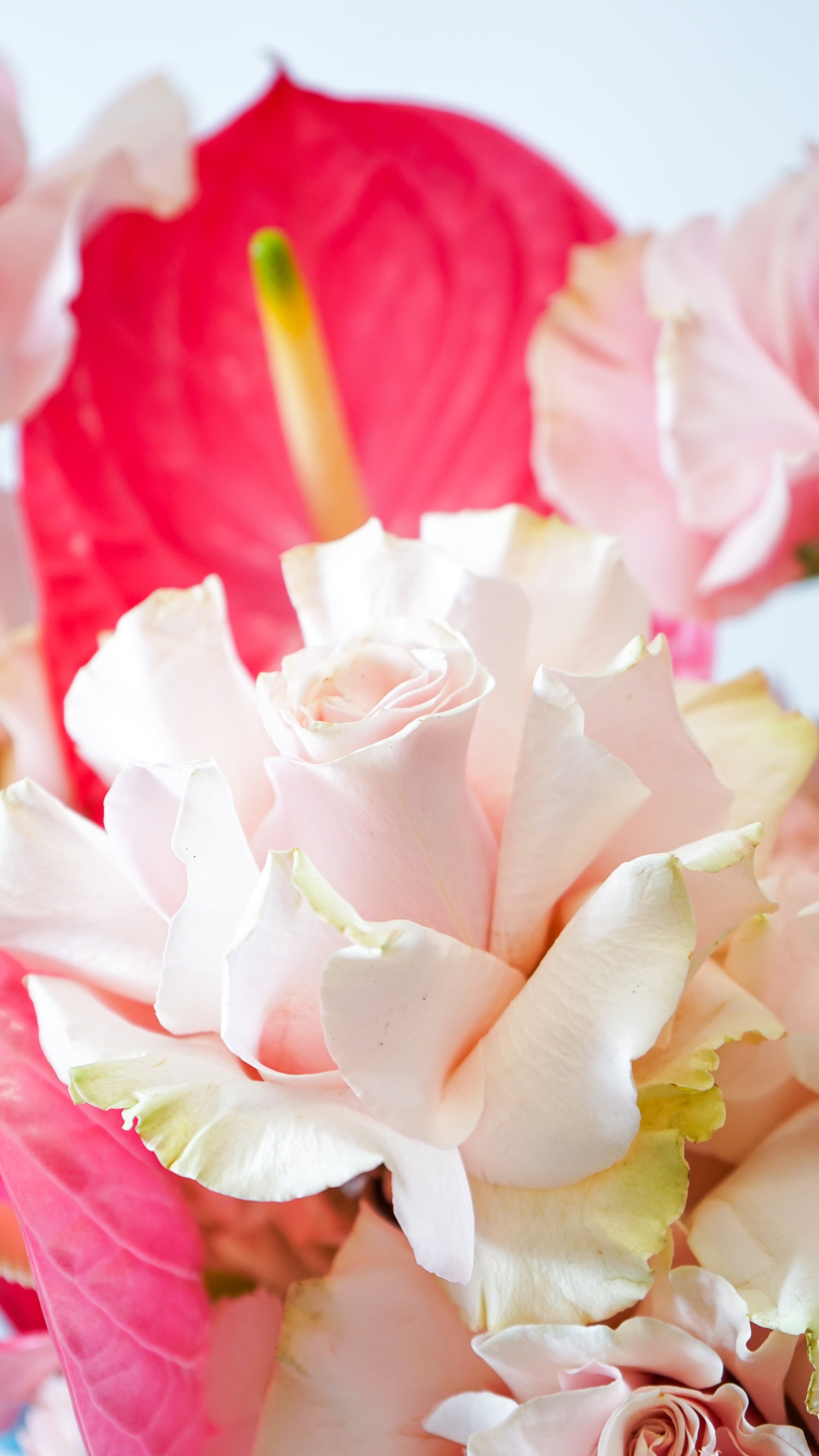 Pink Harmony