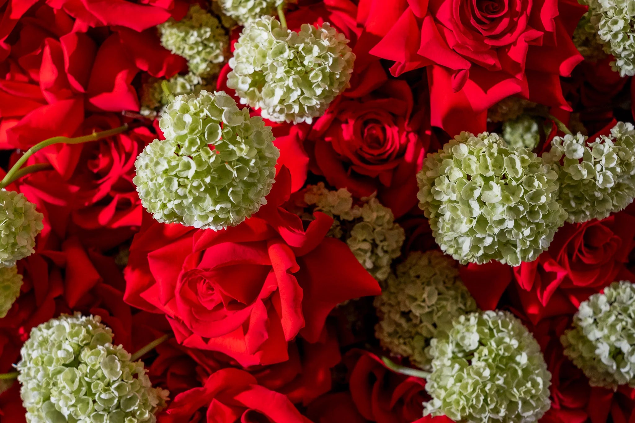 Jardin Velvet