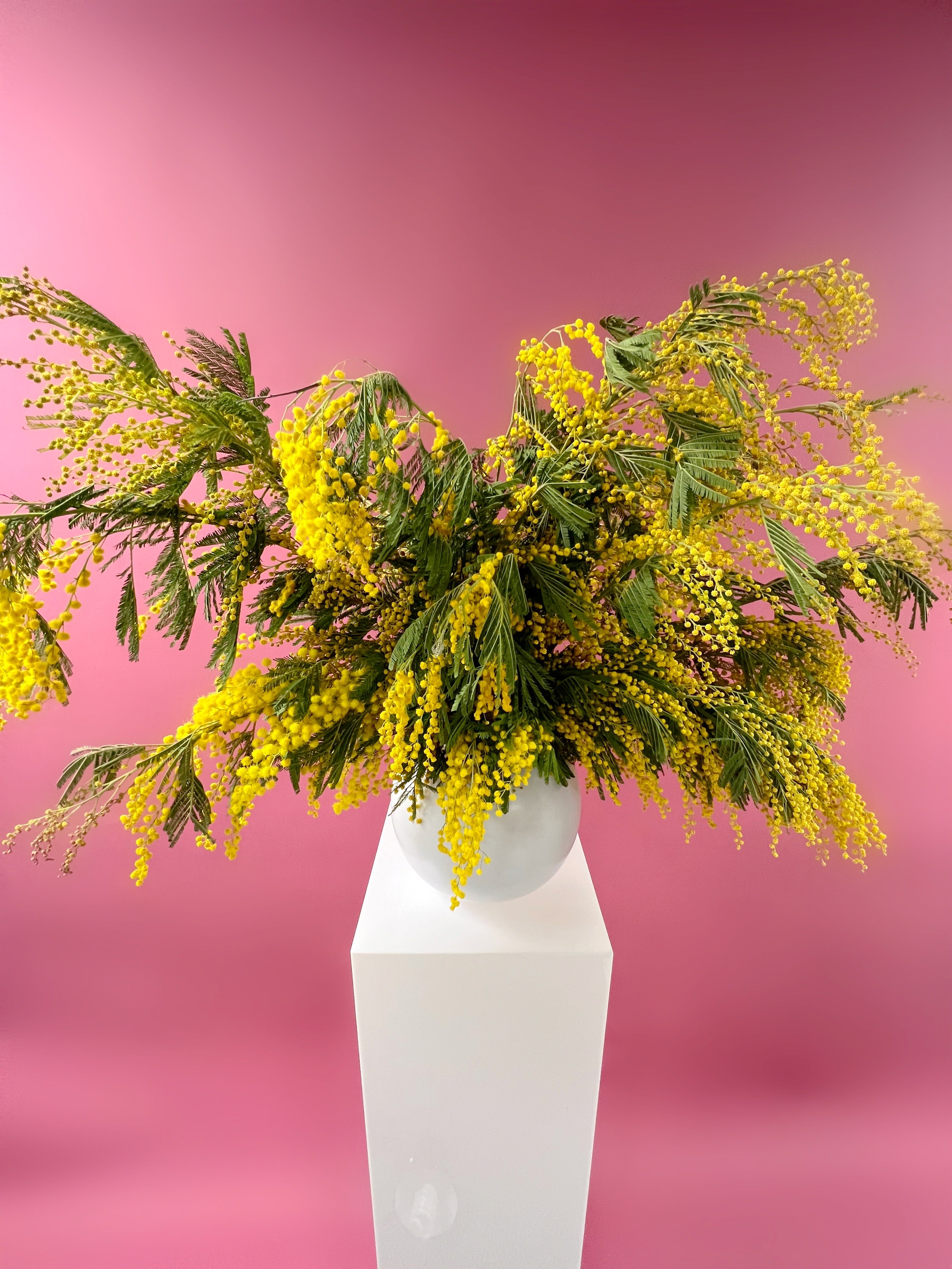 Mimosa Cascade