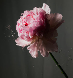 PEONIES COLLECTION