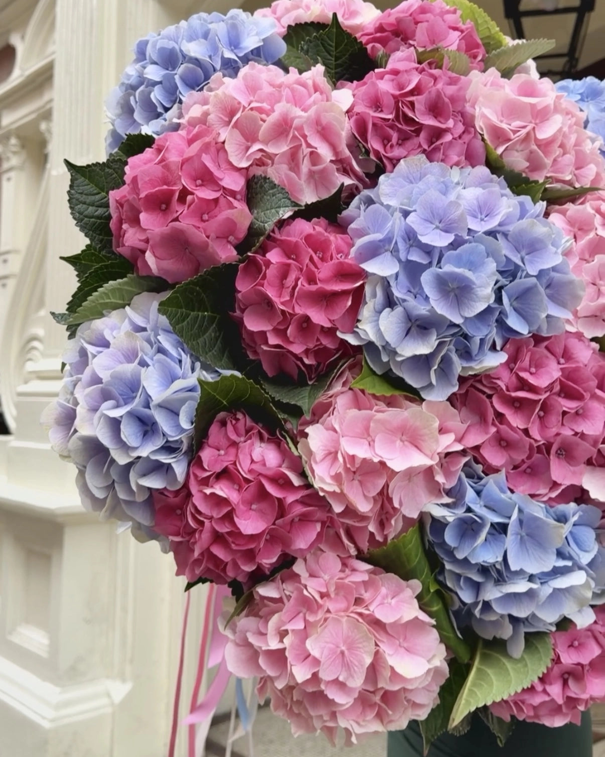 HYDRANGEA COUTURE