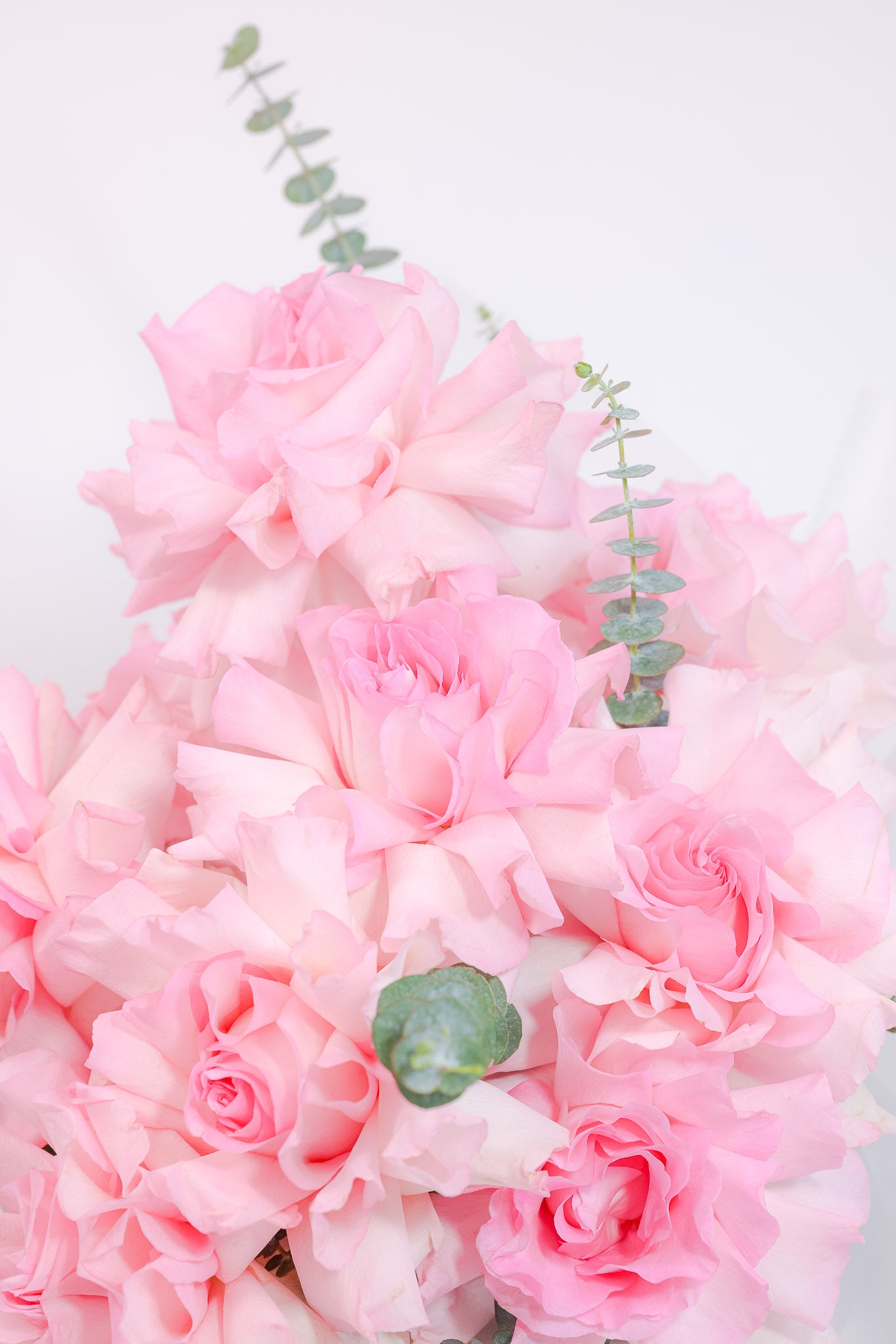 Blushing Beauty