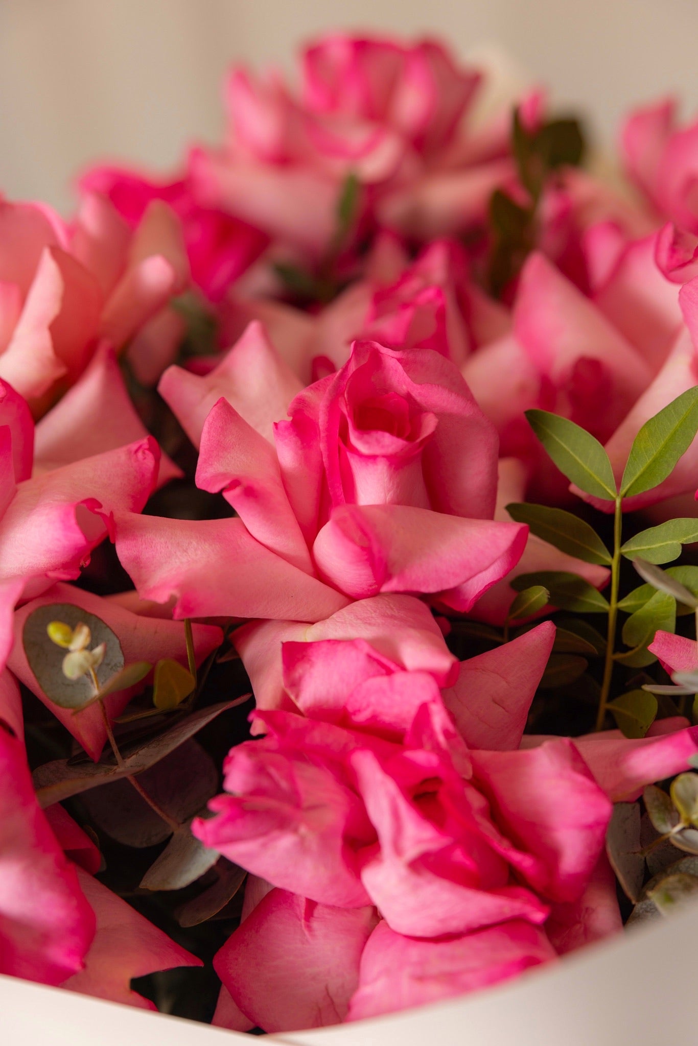 Fuchsia Flame