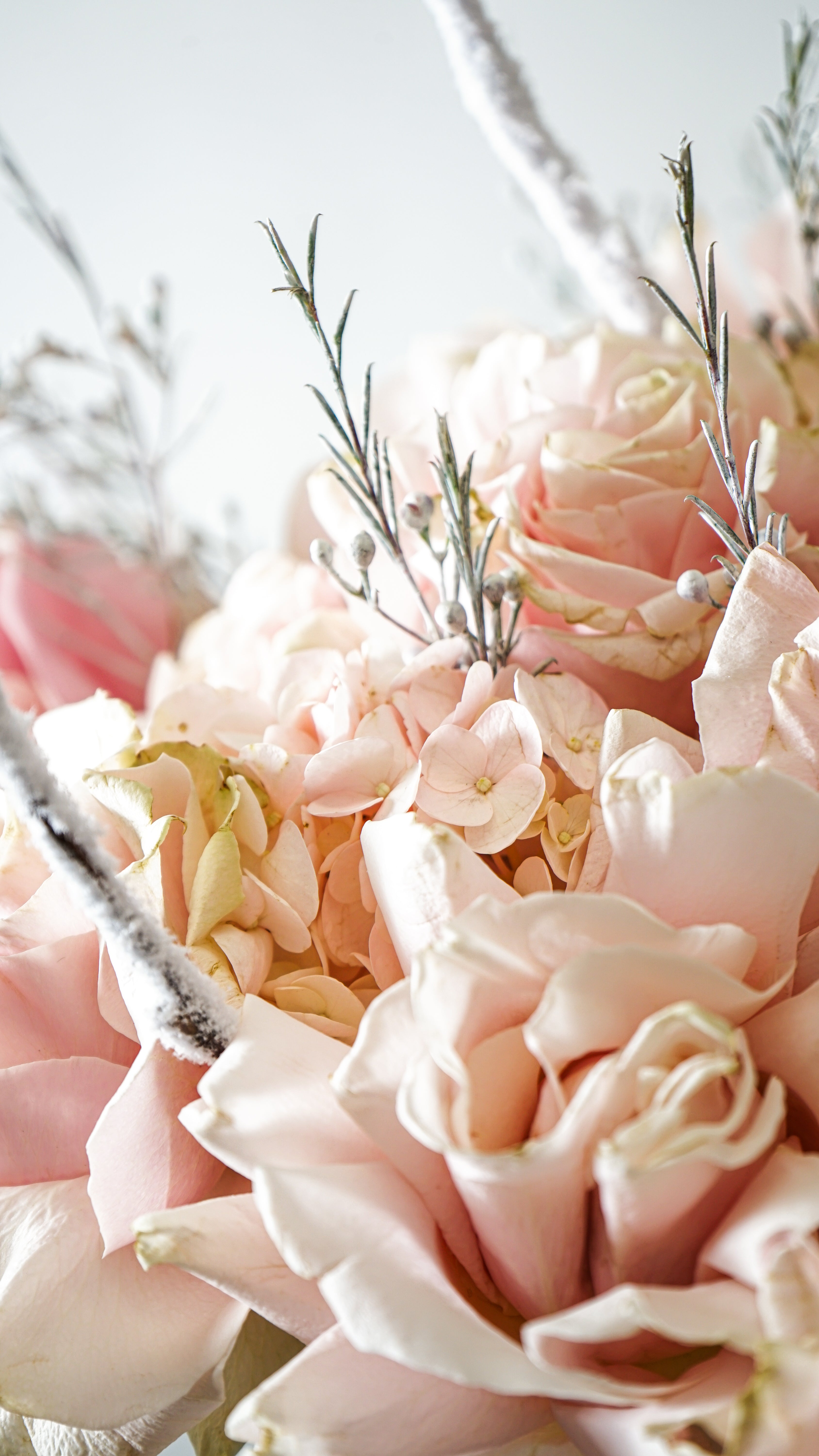 Blush & Snow