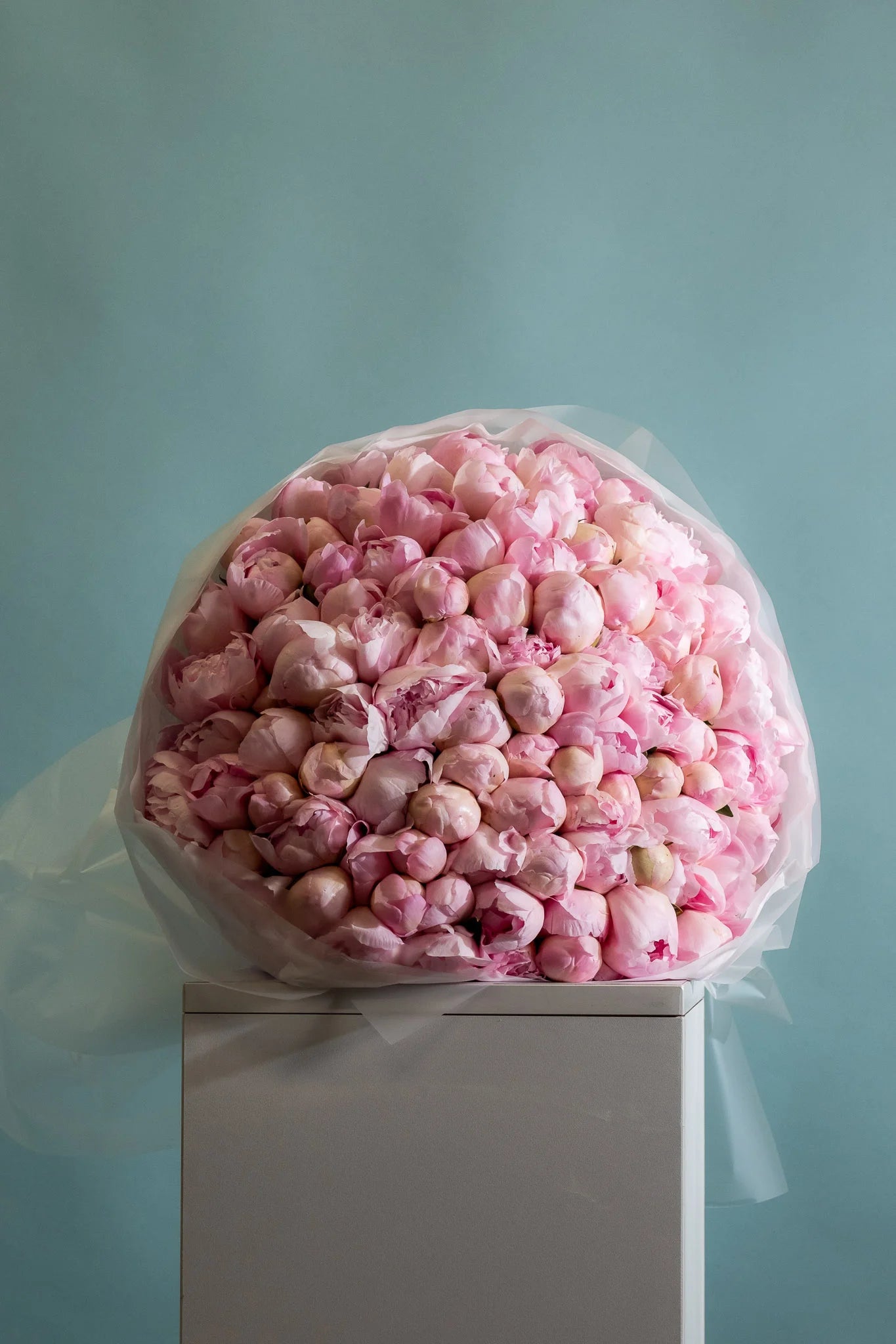 Pink Blush Royal