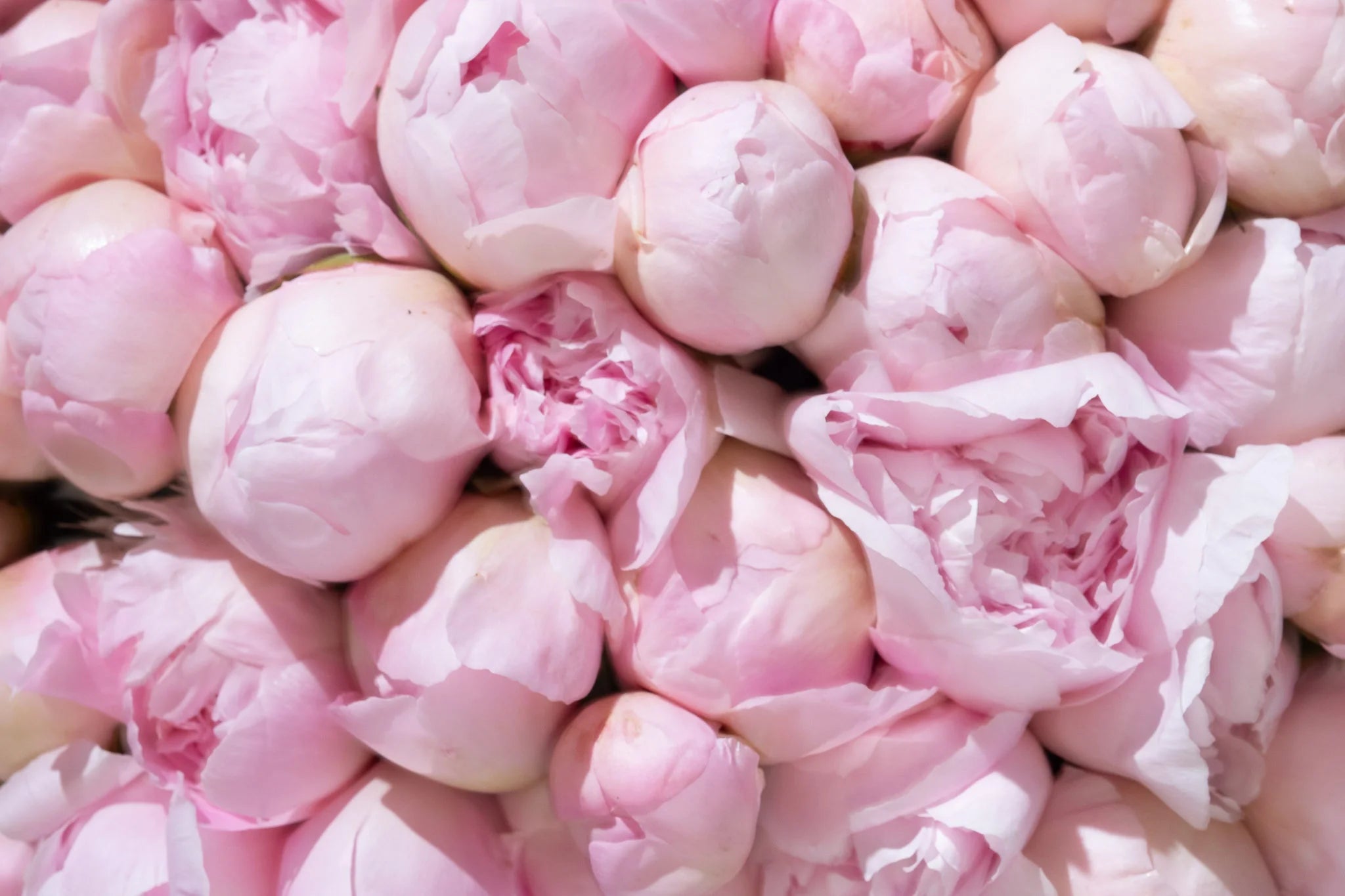 Pink Blush Royal