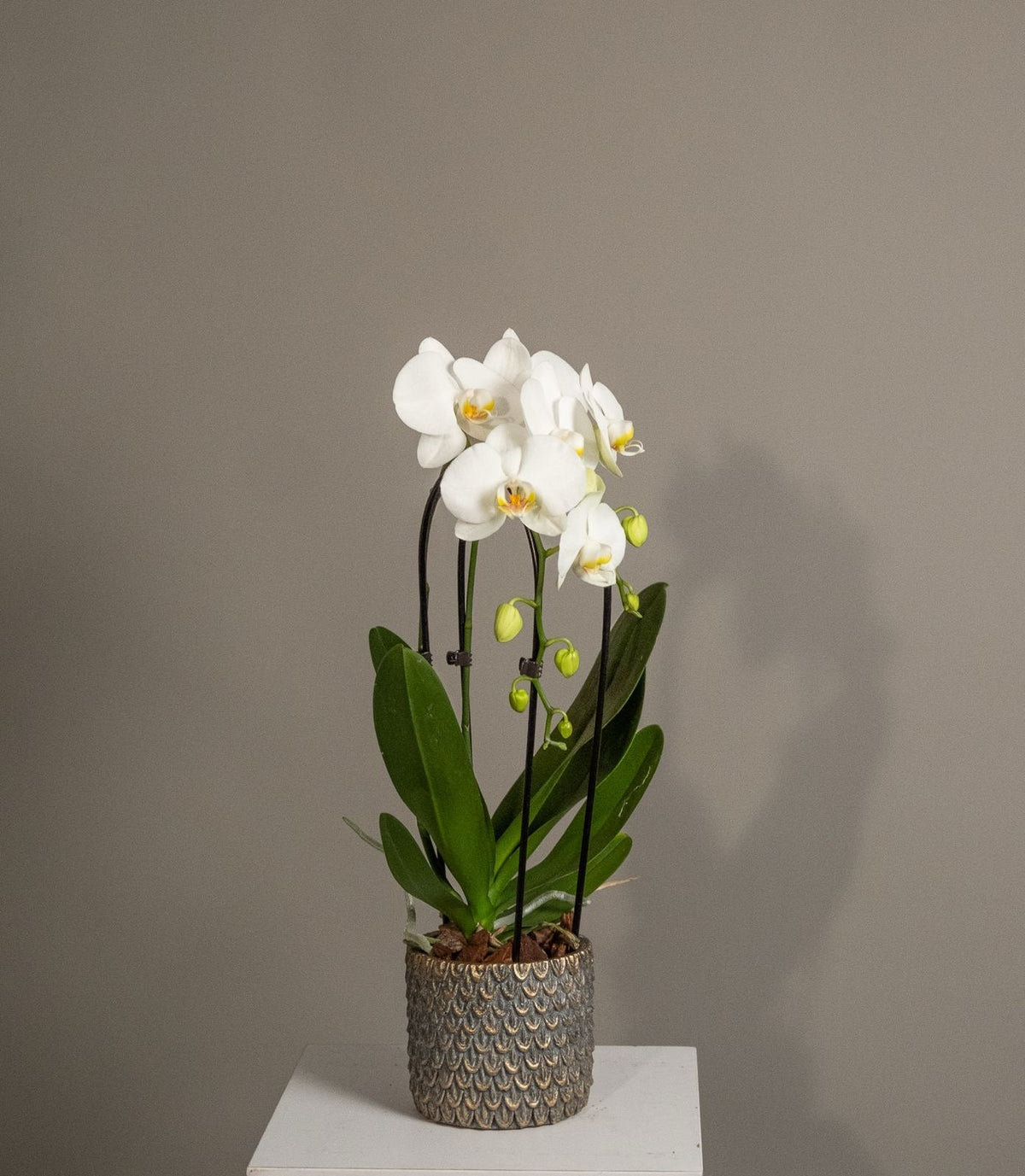 Orhid Cascade