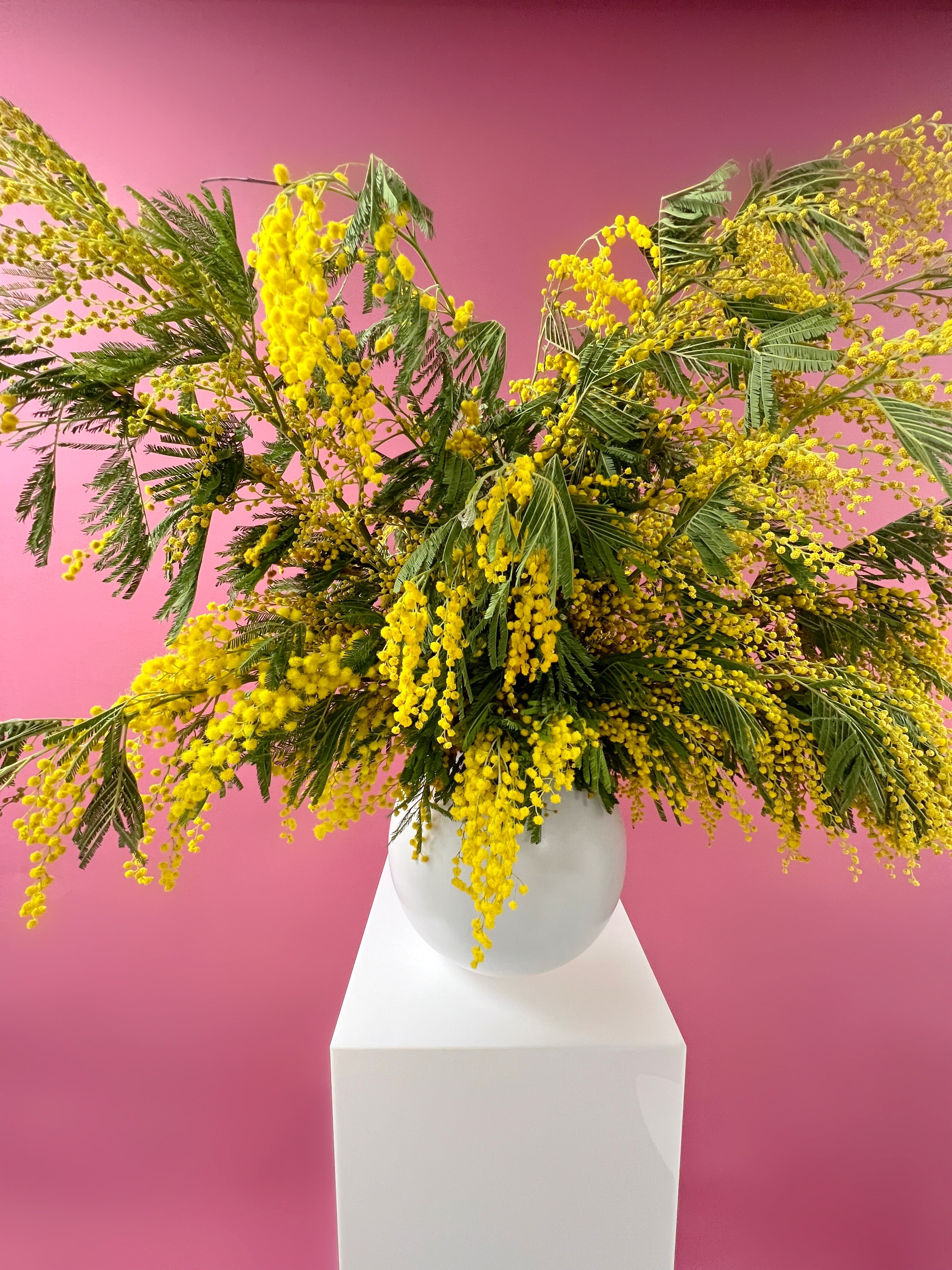Mimosa Cascade