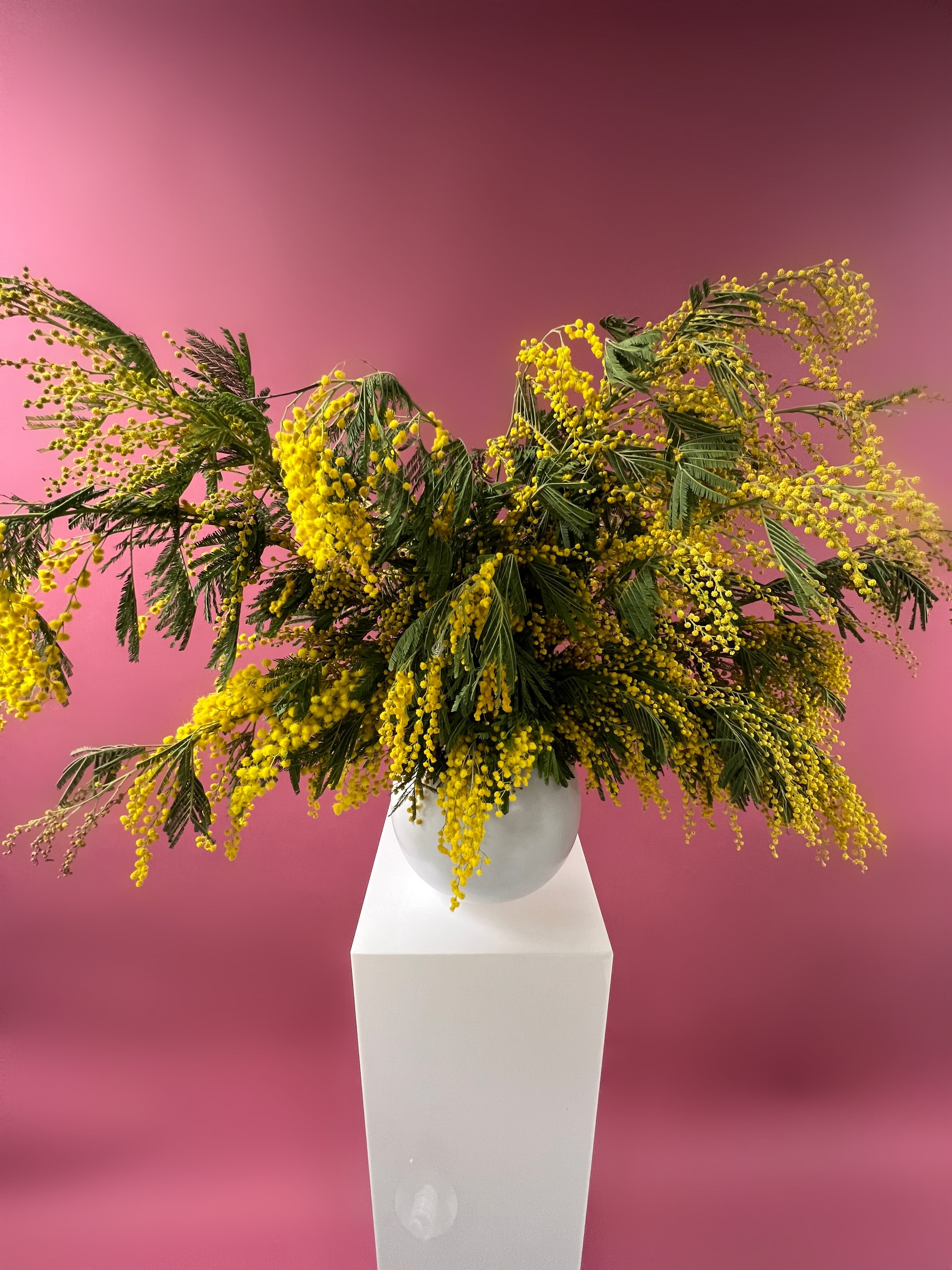 Mimosa Cascade