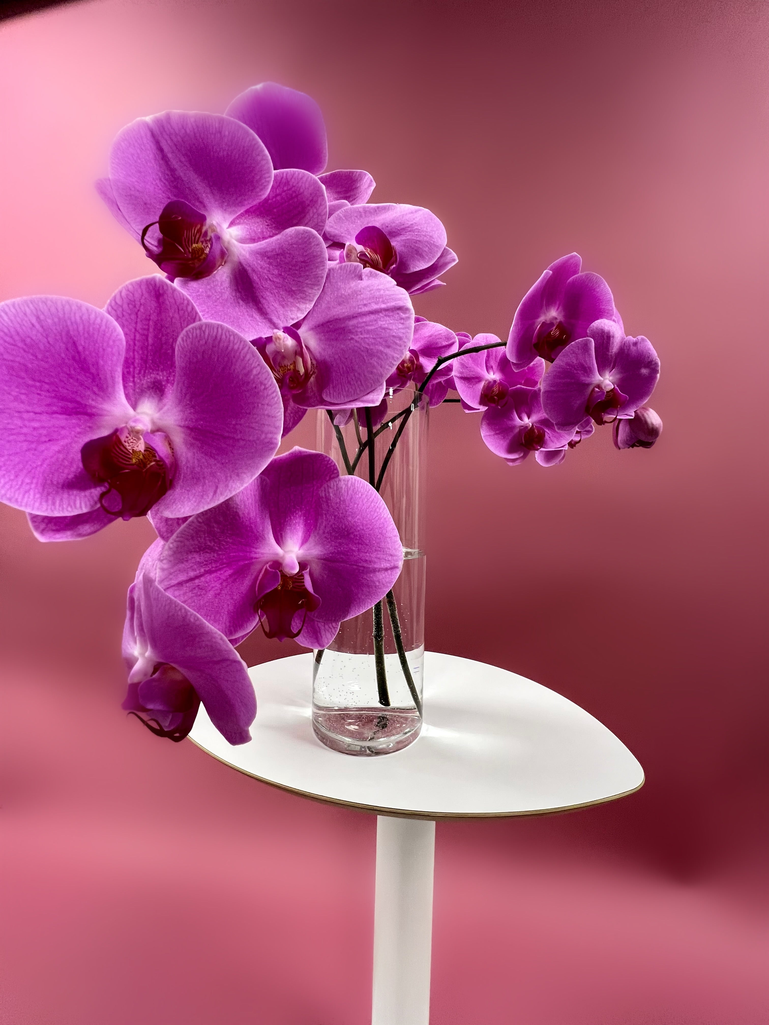 Moon Orchid
