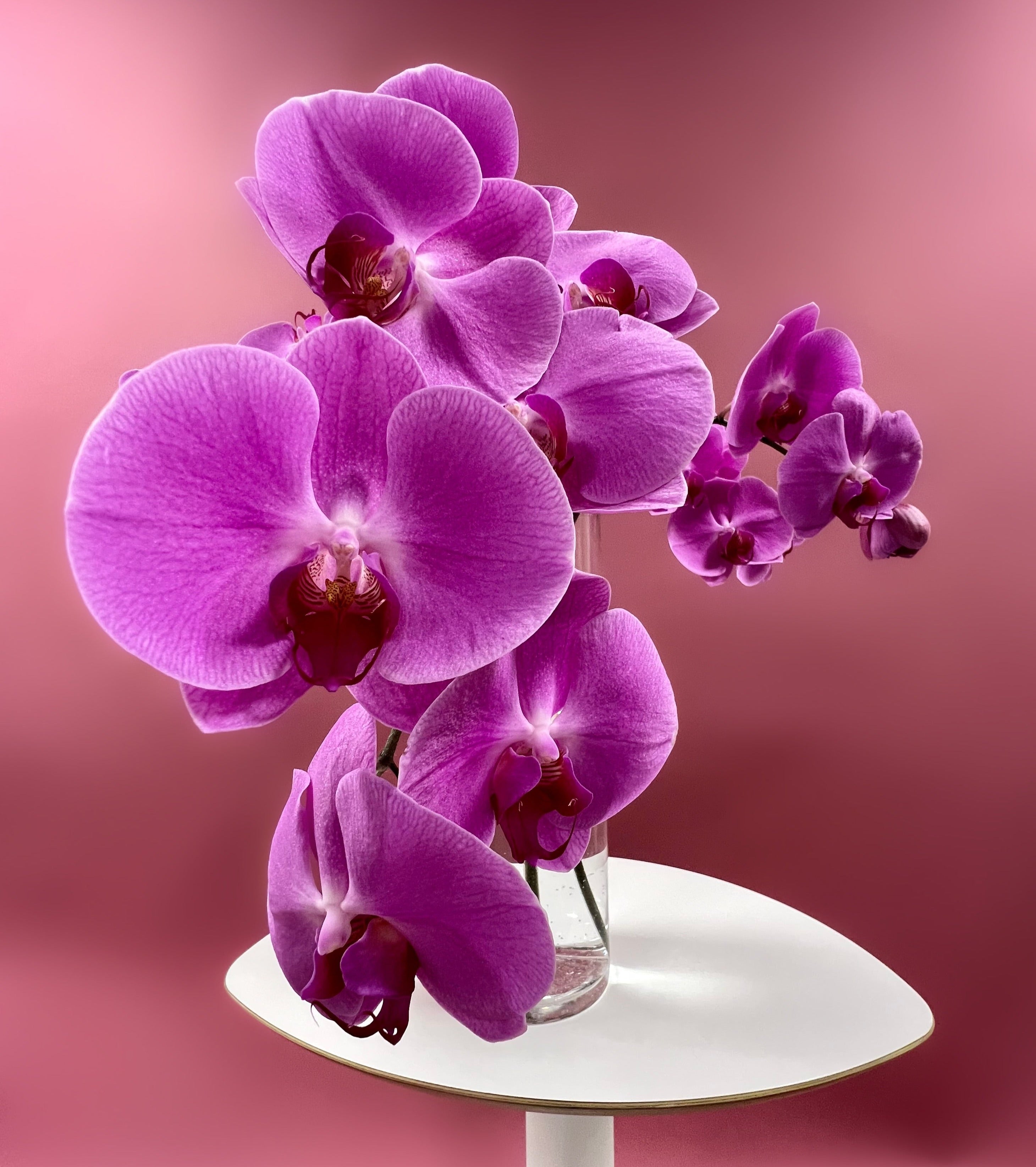 Moon Orchid