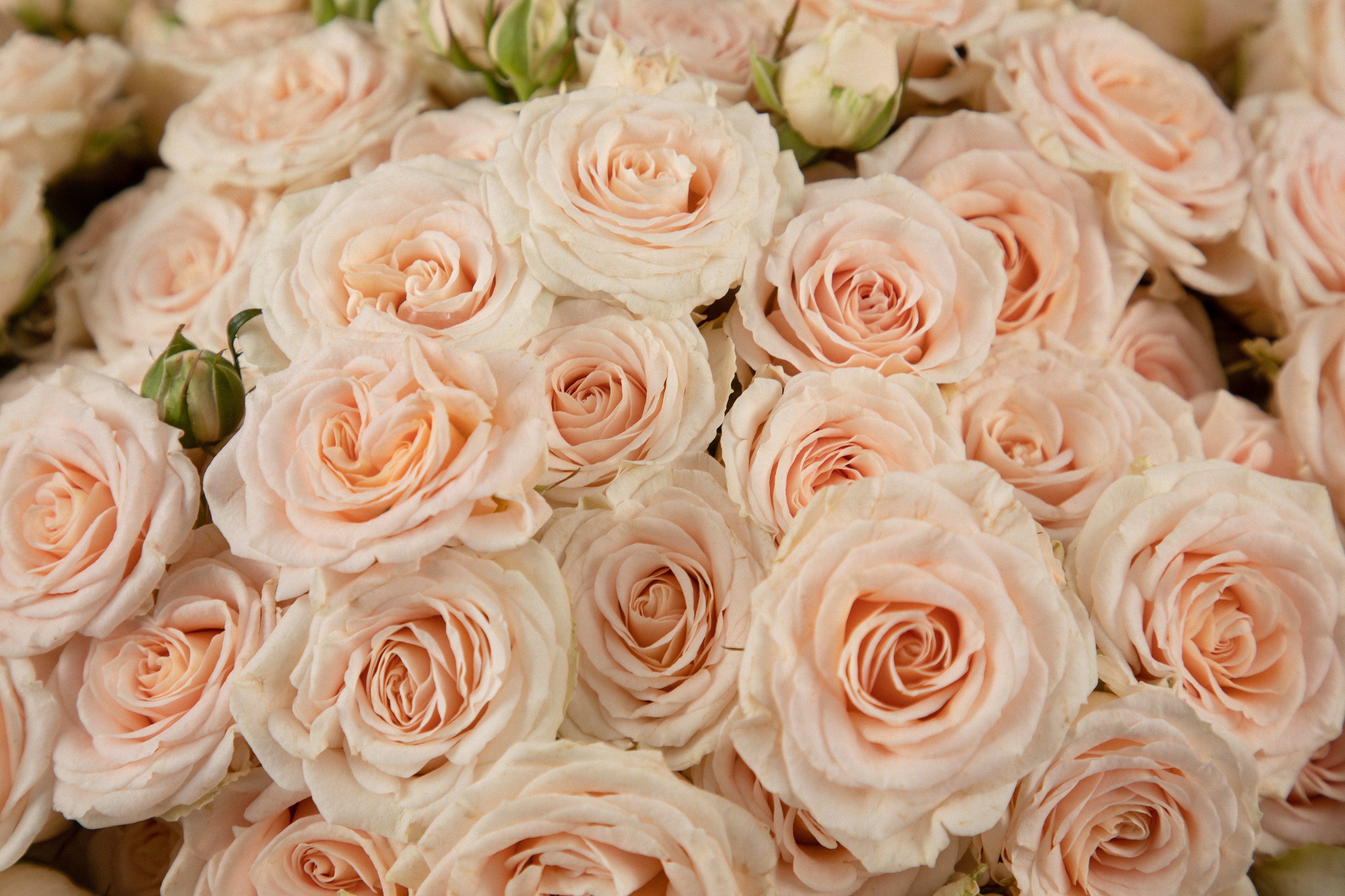 Sweetest Pinks
